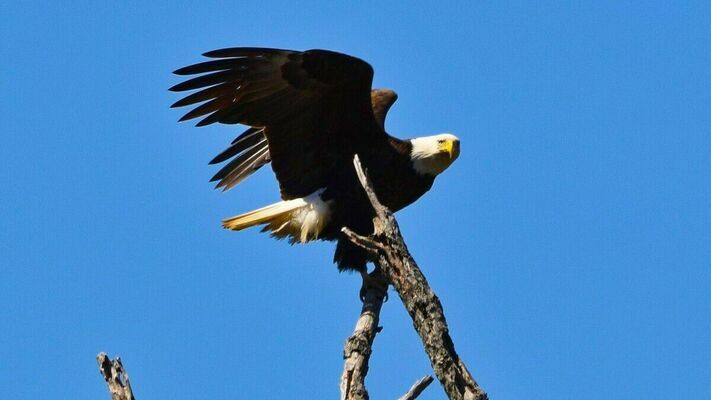 An eagle perched high above the river in Marion County. (photo by Gloria Straube)